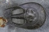 Flying Scotoharpes Trilobite - Top Quality Specimen #301935-1